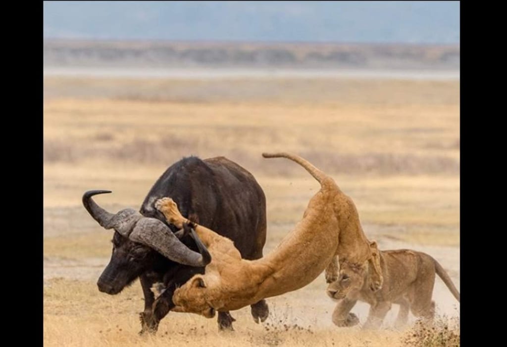 La increíble y viral escena de un búfalo que pudo ser devorado por leonas