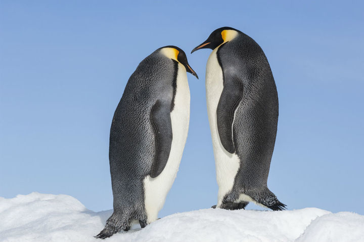 Llega 'La Marcha de los Pingüinos 2'