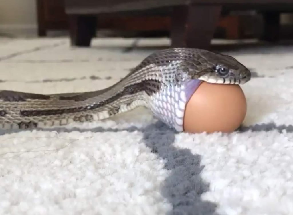 Así es como una serpiente se come un huevo sin romperlo