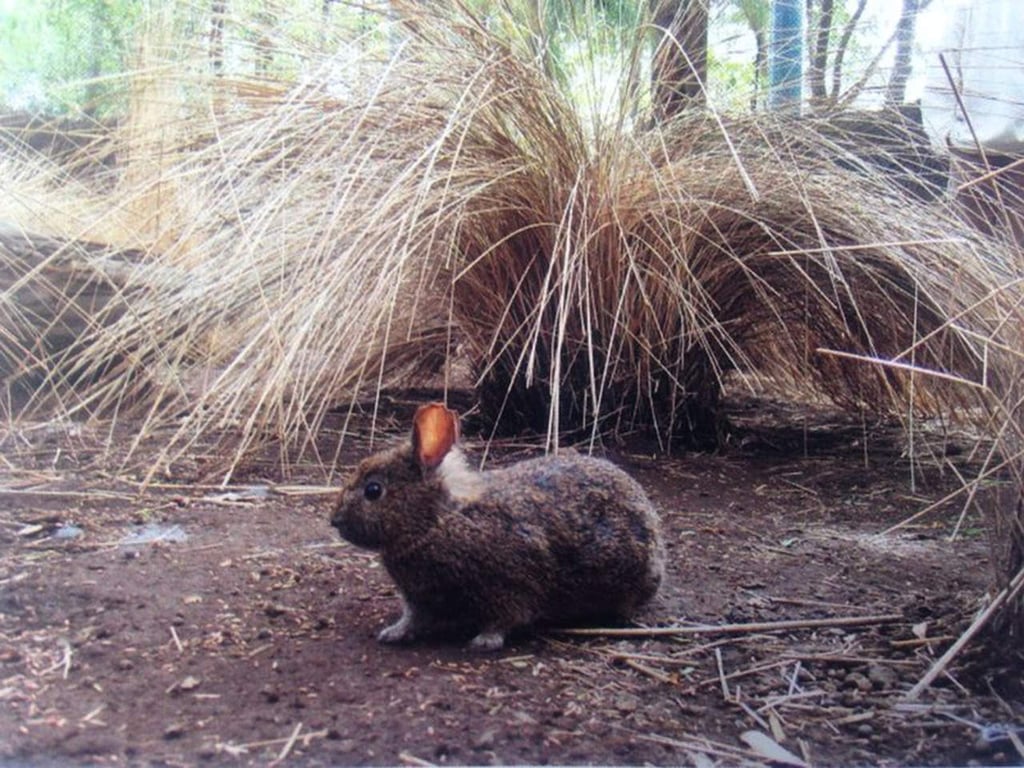 Niegan extinción del conejo teporingo
