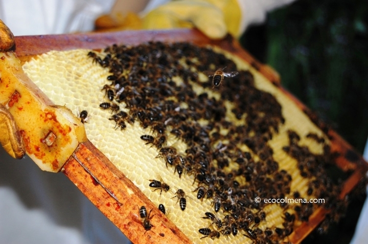 Reportan 142 toneladas de miel