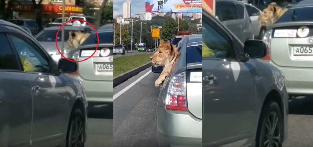 VIRAL: León asomándose por la ventana de un auto sorprende al público