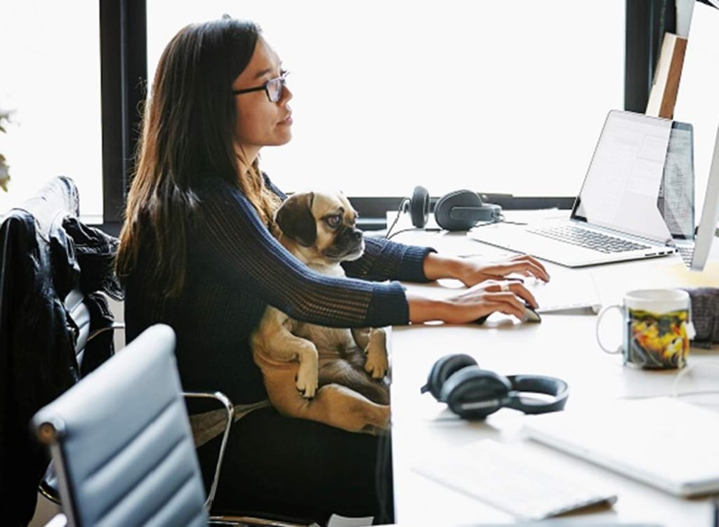 Llevan mascotas a la oficina para aliviar el estrés laboral