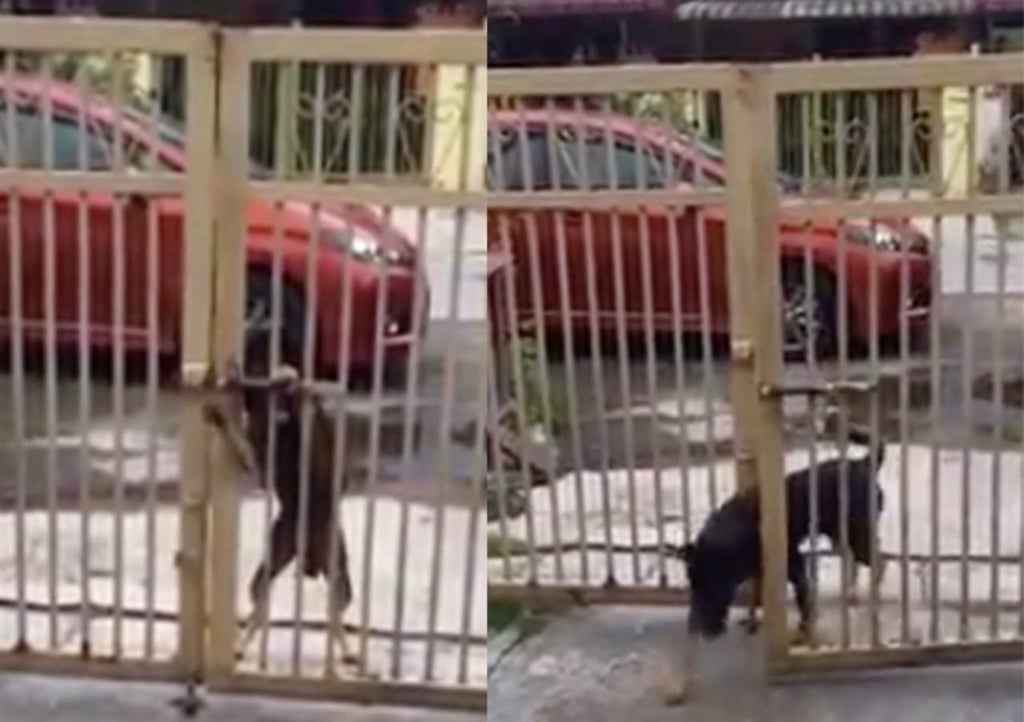 VIDEO: Perro sorprende abriendo portón solo