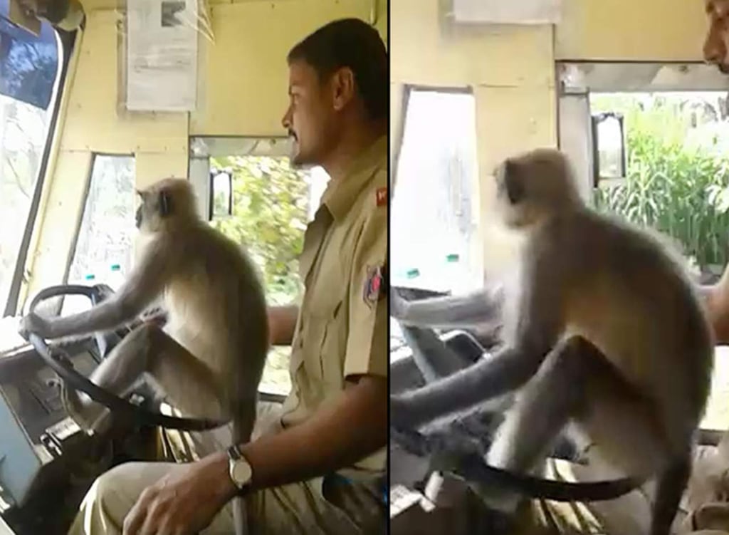 Suspenden a conductor que dejó a un mono al volante