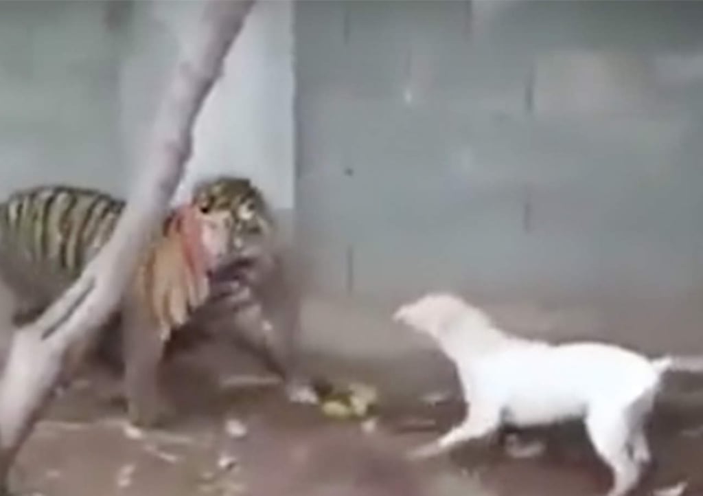 VIDEO: Perro intenta atacar a tigre pero éste lo vence