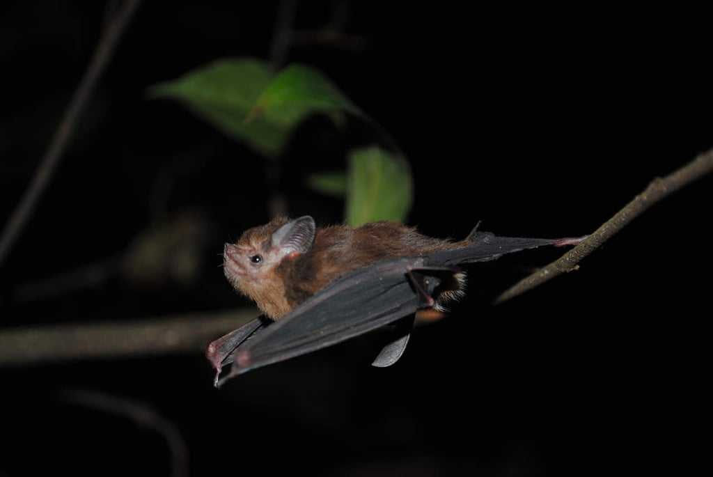 Murciélagos, grandes polinizadores de la flora en zonas áridas de México