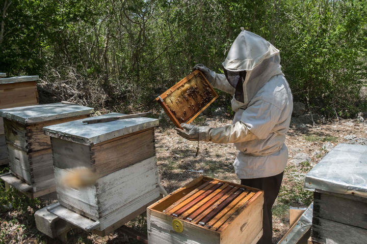 ¿Qué tan importantes son las abejas para el mundo?