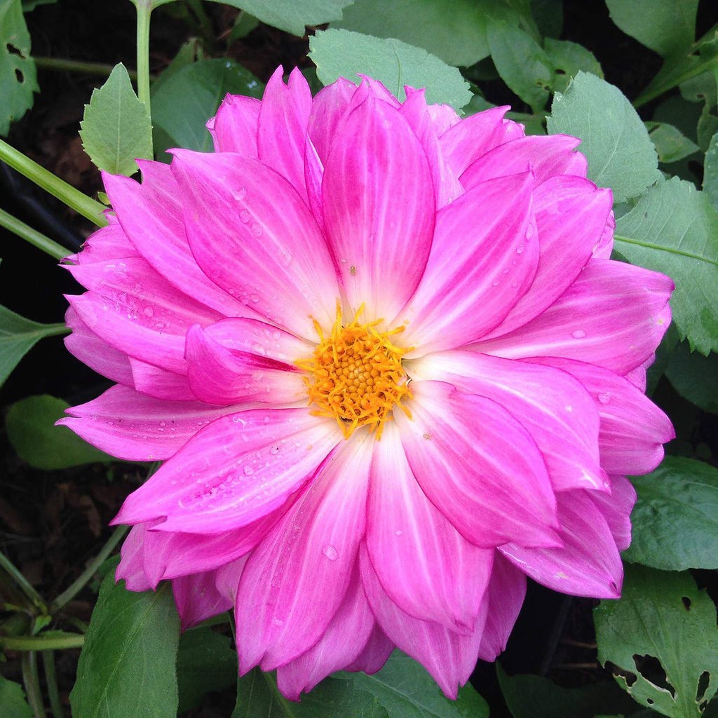 Dalia, flor emblemática que combate la diabetes