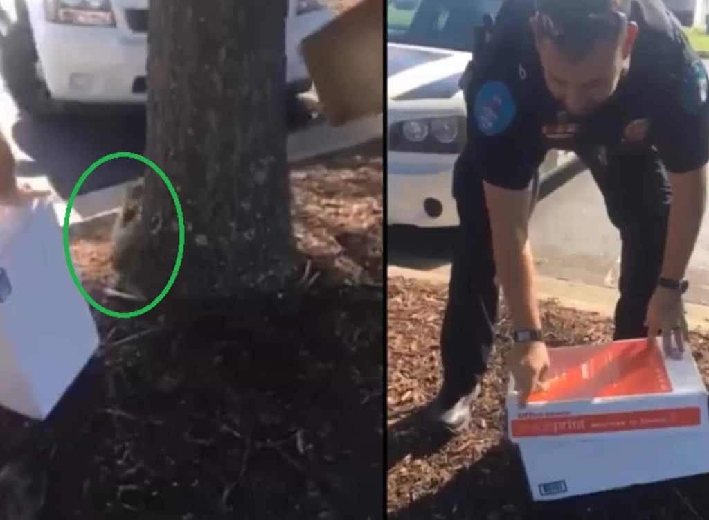 El cómico video de policías atrapando una ardilla