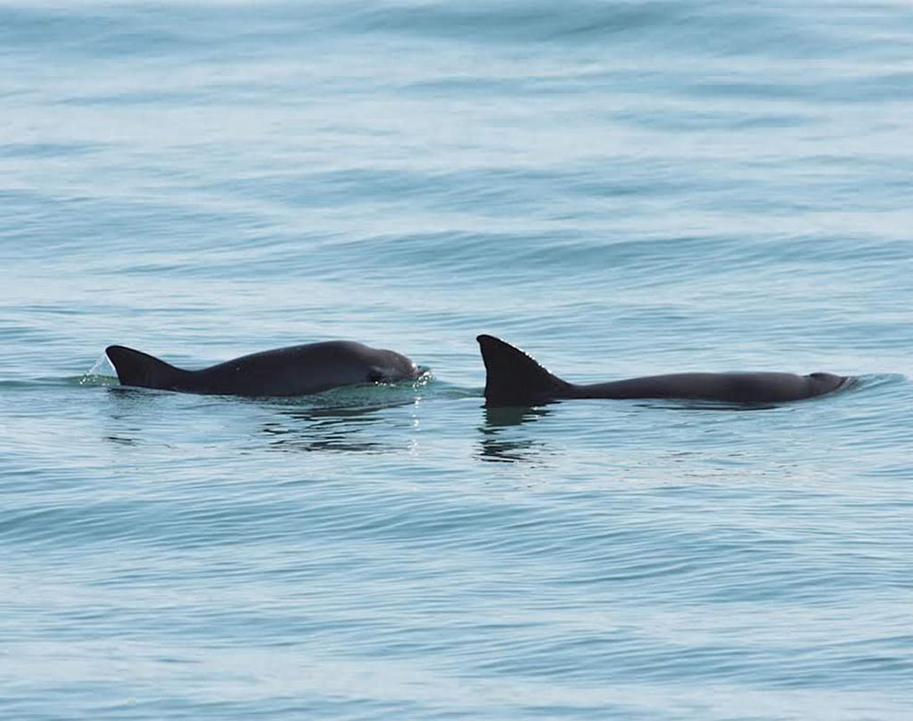 Avanza conservación de la vaquita marina