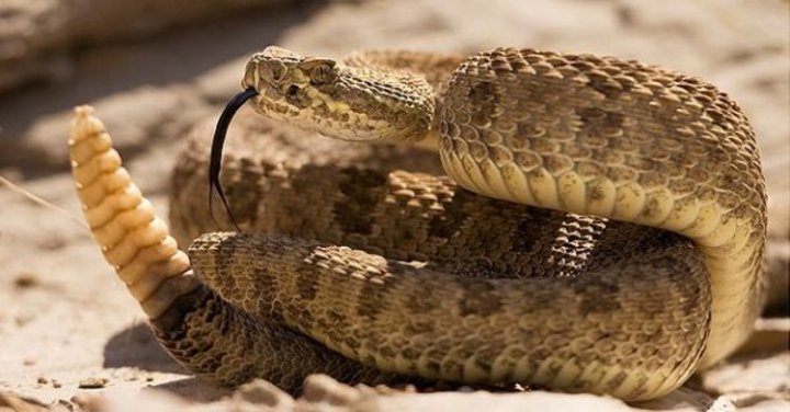Serpientes, un peligro latente en el campo