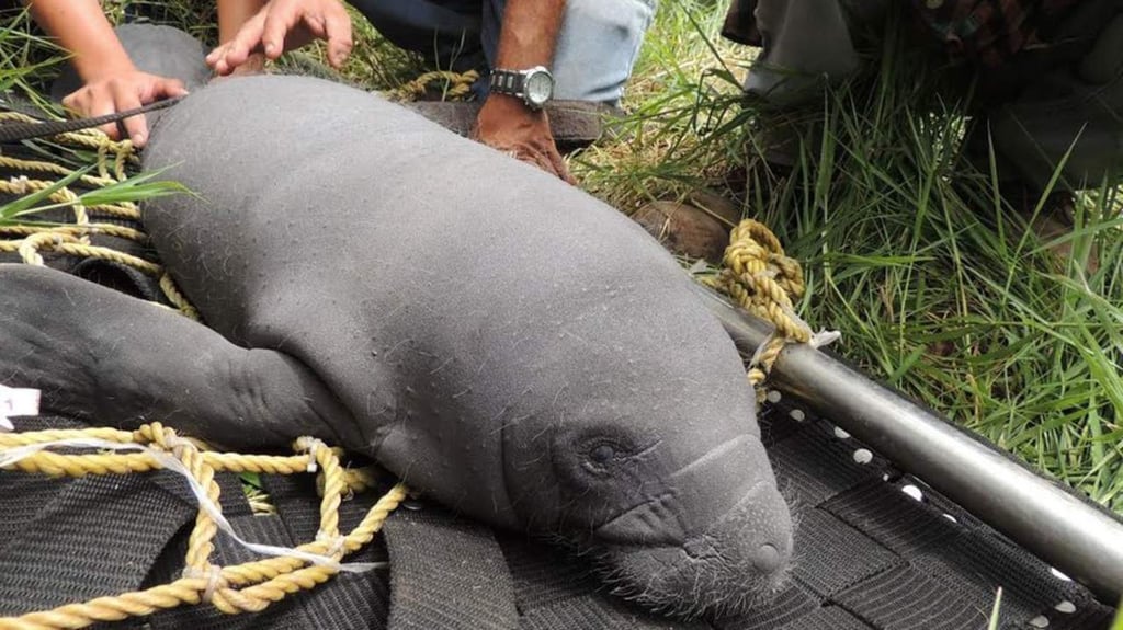 Rescatan cría de manatí varada en Chiapas