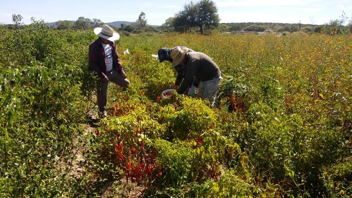 Demandan frenar la importación de chile