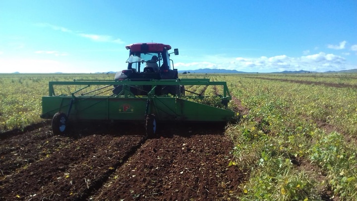 Pronto podrían anunciar el esquema de compra de frijol
