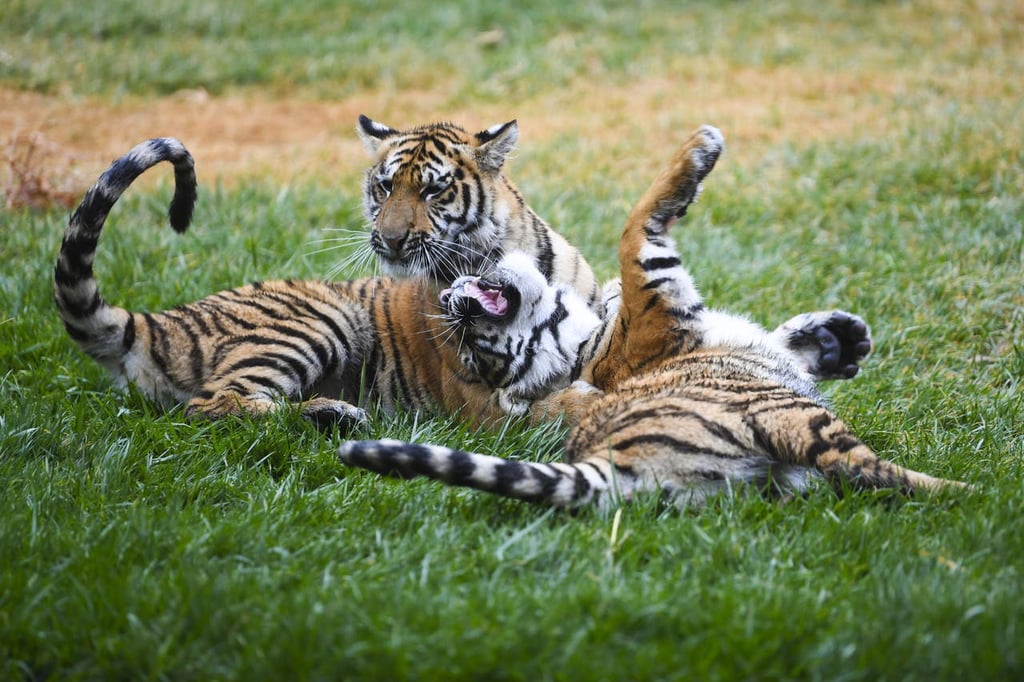 Identifican seis subespecies de tigre y otras tres extintas