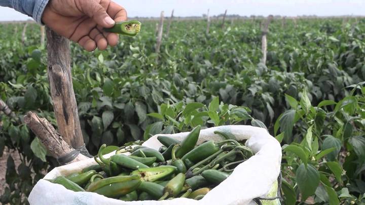 Retrocede la economía de Durango en segundo trimestre