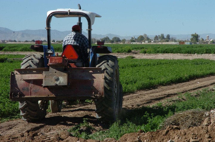 Durango noveno en producción agropecuaria