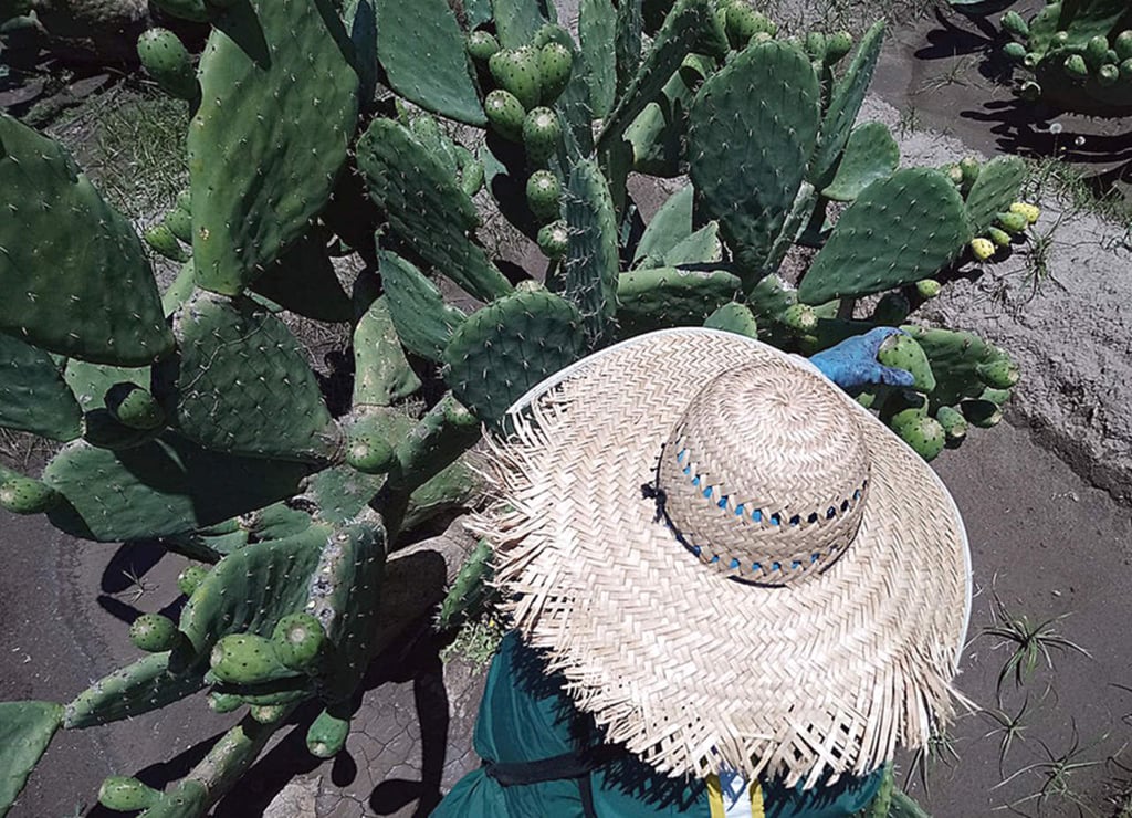 Sabor de penca tierna