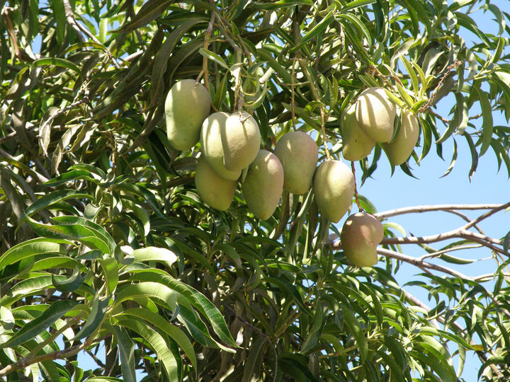 Mercado, reto del programa de árboles frutales