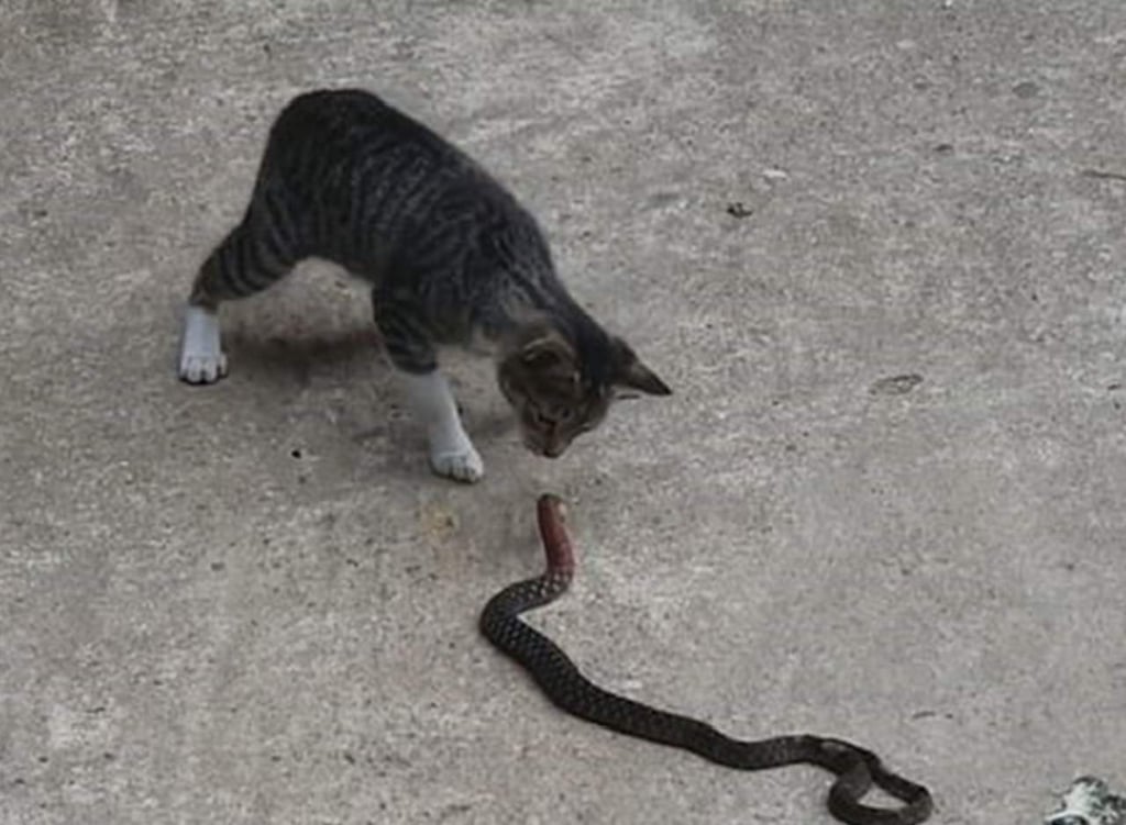 El gato que se enfrenta valiente a una serpiente