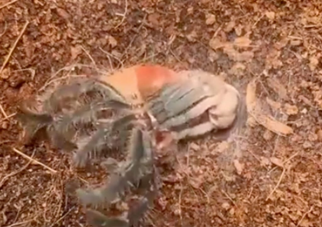 VIRAL: Así es como una tarántula muda de piel