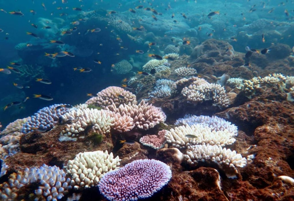 Corales 'robustos', más dotados contra cambio climático