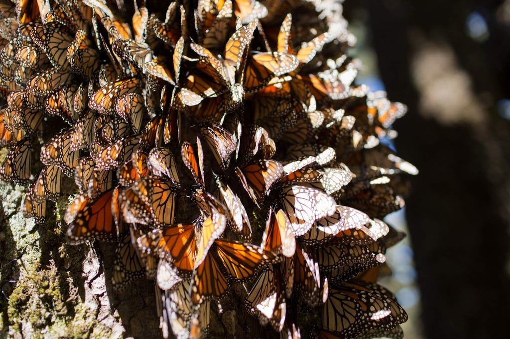 Llegan primeras mariposas monarca a santuarios mexicanos