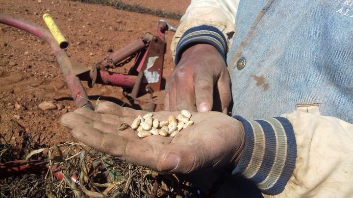 Acusan retraso en esquema de frijol