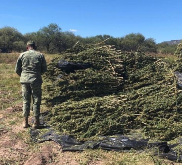 Aseguran  y queman 13 toneladas de marihuana en Santiago Papasquiaro