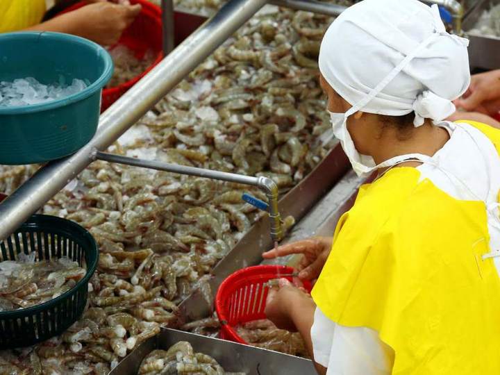 Reanudan exportación de camarón a México