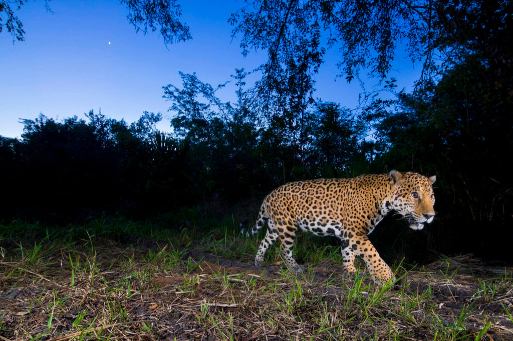 Extinción del jaguar provocaría catástrofes naturales