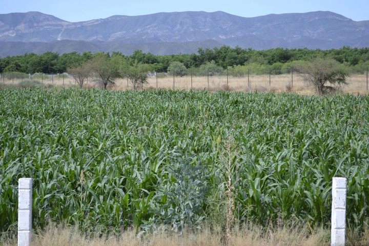 Heladas afectan cultivos en Lerdo