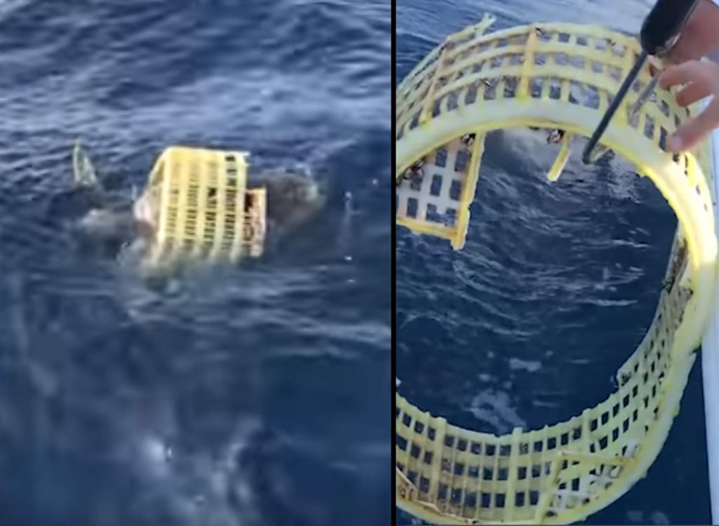 Rescatan a tortuga atrapada en canasta de plástico
