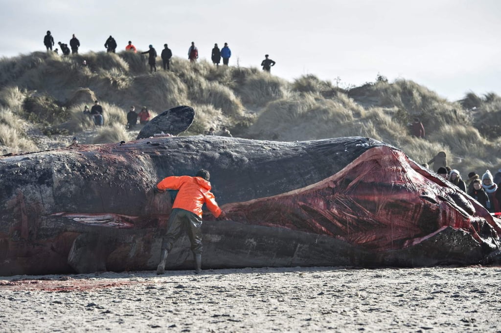 Hallan ballena muerta con más de 6 kilos de plástico en el estómago