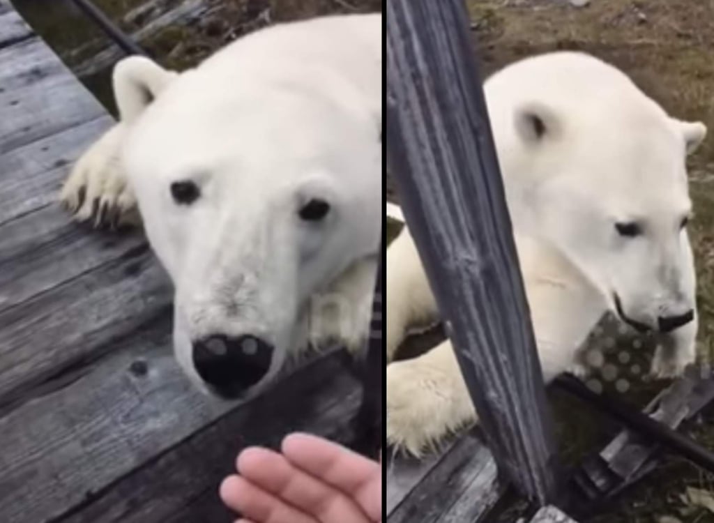 Filman fantástico encuentro con un oso polar