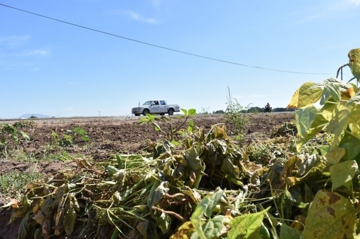Hielo daña cultivos en campo de Peñón Blanco
