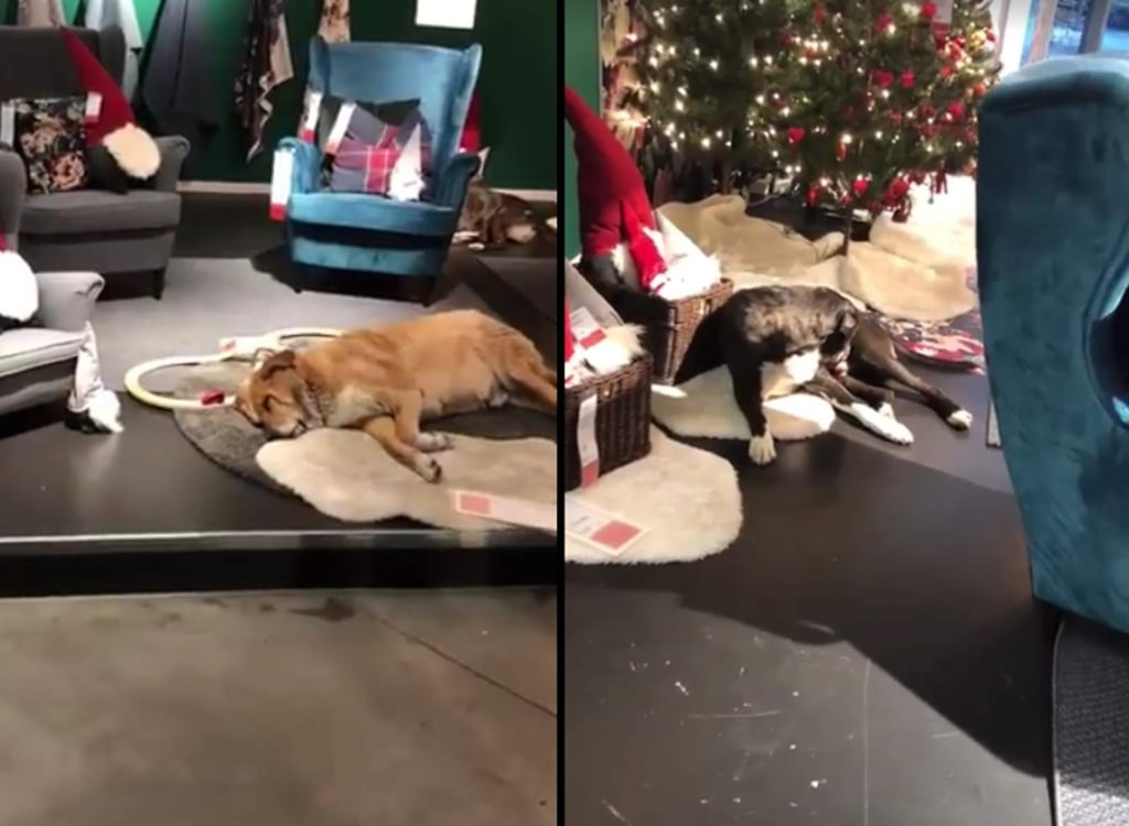 Tienda acoge a perros callejeros durante el invierno