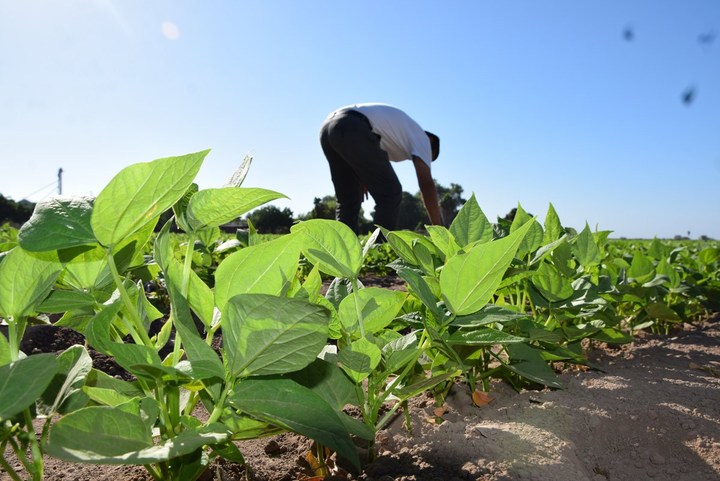 Son 21 mil hectáreas con daños por heladas