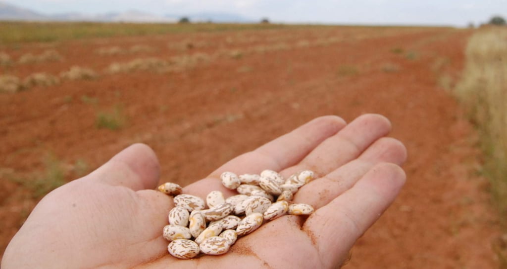 Desarrollan frijoles resistentes a sequías