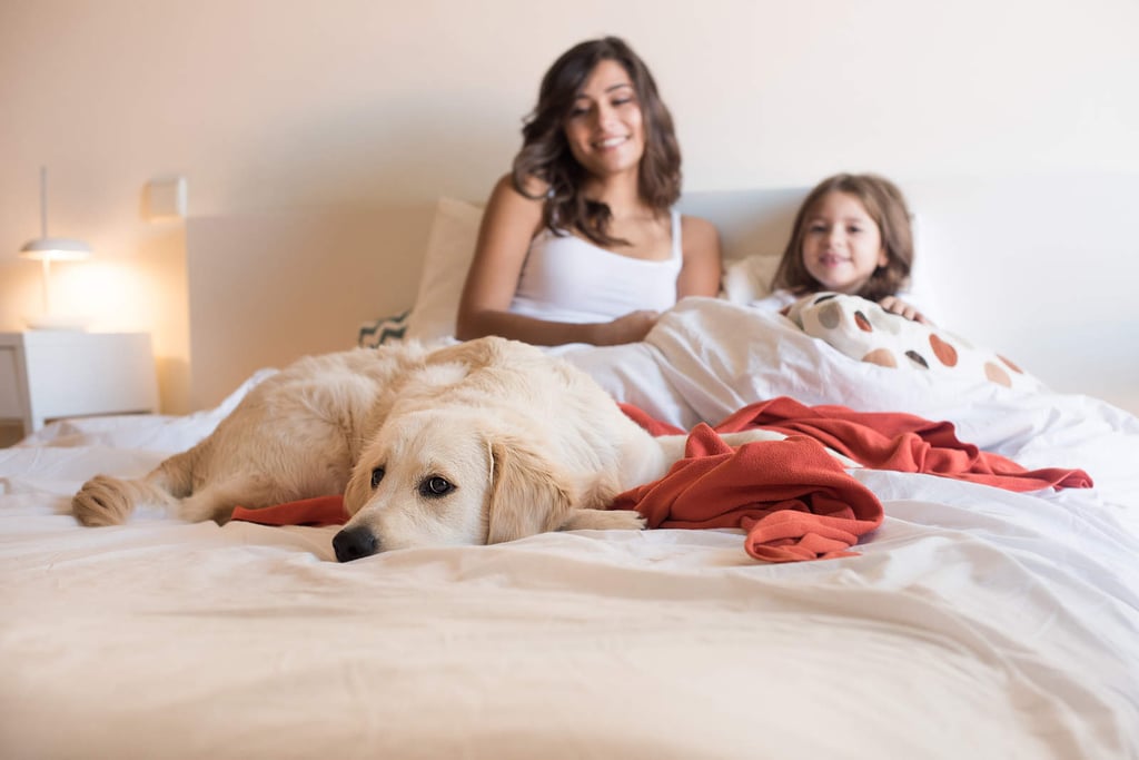 Compartir la cama con tu perro es bueno para dormir, revela estudio