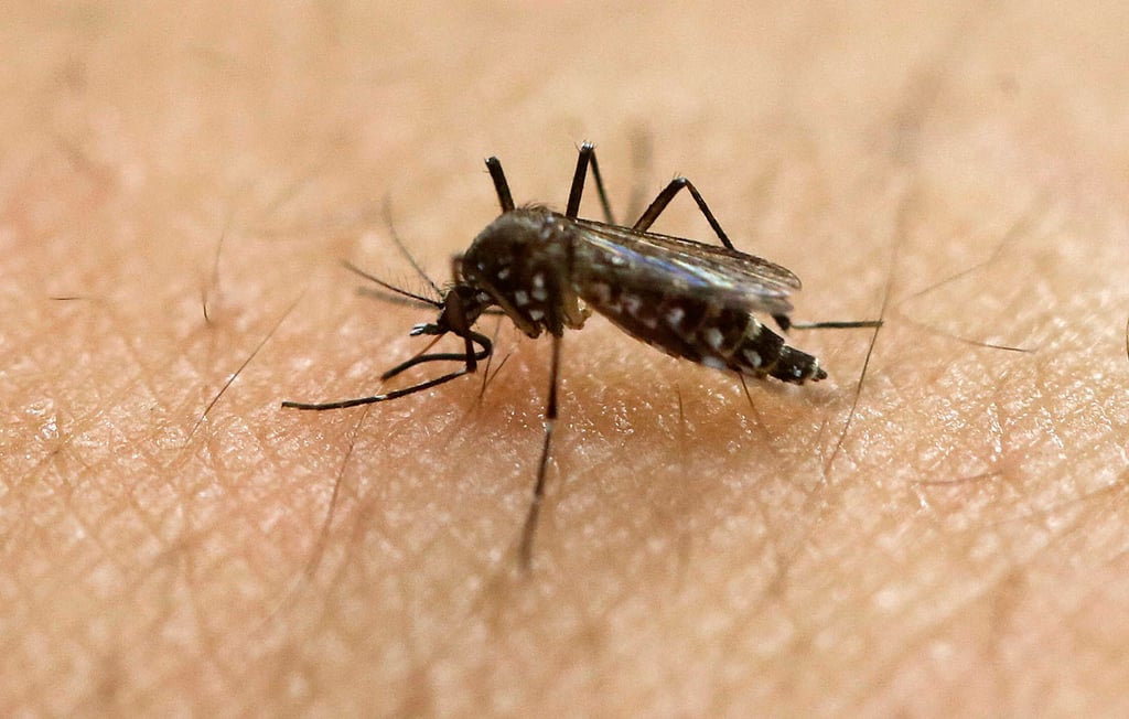 Prueban con éxito vacuna contra el Zika