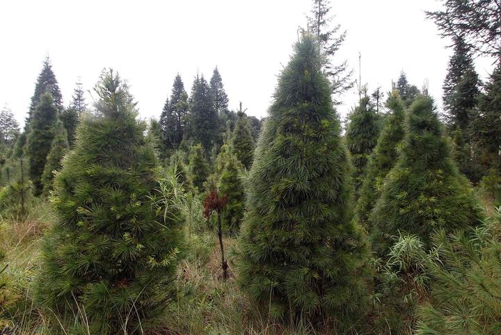 Durango se quedó sin plantaciones de pinos de navidad