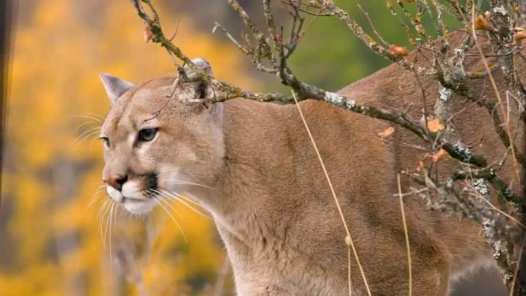 Reportan ataques de pumas en Hidalgo; van tres en el año