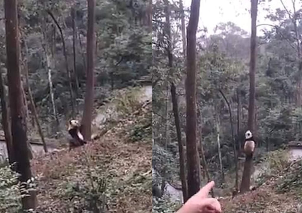 VIRAL: La peculiar forma de un panda para trepar un árbol