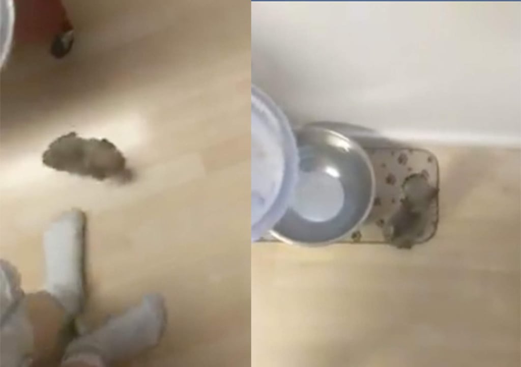 La adorable reacción de cachorro al ver que será alimentado