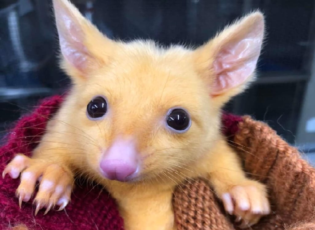 La zarigüeya australiana que parece Pikachu