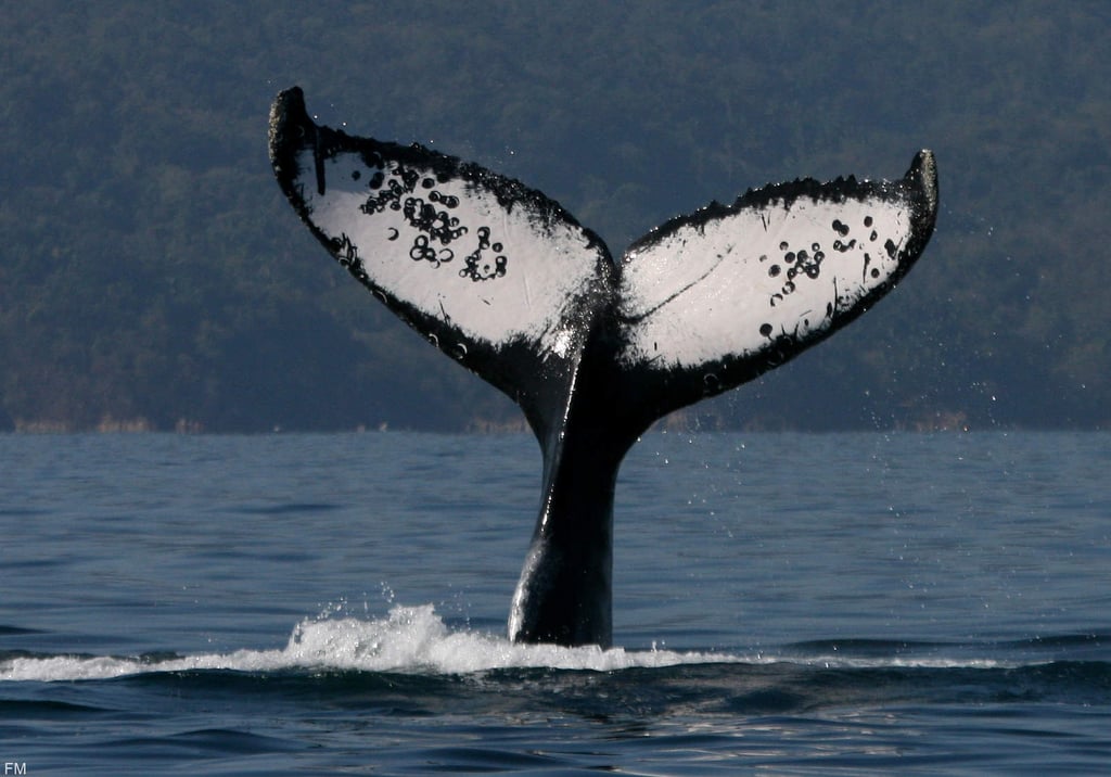 Puerto Vallarta, destino ideal para avistamiento de ballenas