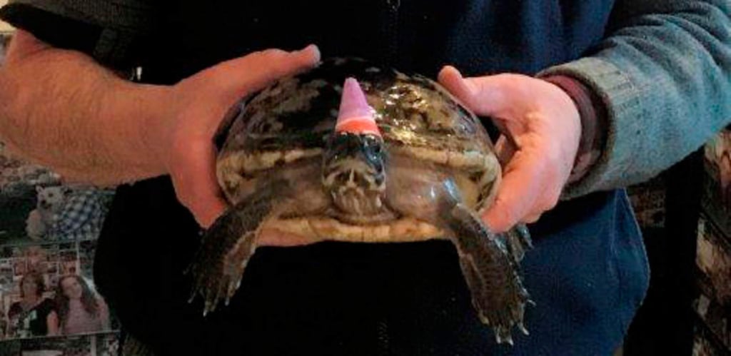 Hombre celebra 50 años de su tortuga