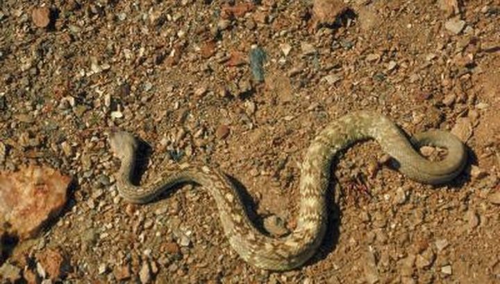 Suman 55 mordidos por serpientes en 2018